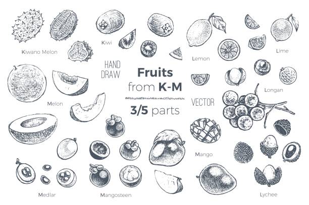 illustrations, cliparts, dessins animés et icônes de ensemble de fruits. icônes vectorielles de style gravés dessinés à la main. croquis des fruits tropicaux de k à m pour la conception des emballages de jus et recettes smoothie. 3 des 5 pièces - kawani fruit