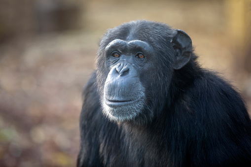 Female Chimpanzee Portrait looking at camera in nature