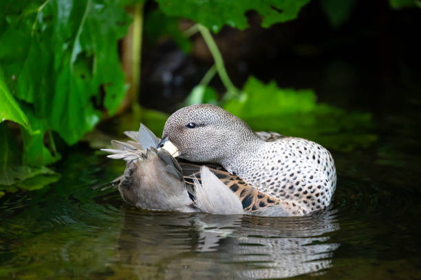 istock mallard duck splashing in the water 1090263050