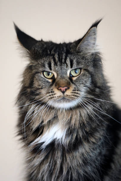 istock tabby domestic long-haired cat resting at home 1090264730