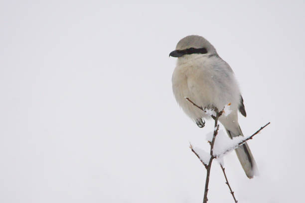 istock Great Gray Shrike / Lanius excubitor 1090264778