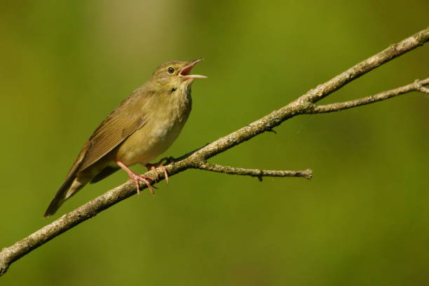 istock River Warbler, Locustella fluviatilis 1090264952
