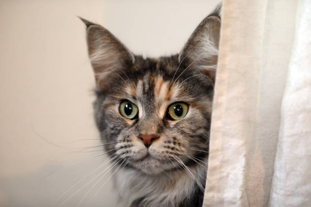 istock tabby domestic long-haired cat resting at home 1090265480