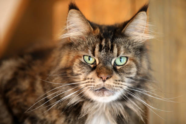 istock tabby domestic long-haired cat resting at home 1090265516