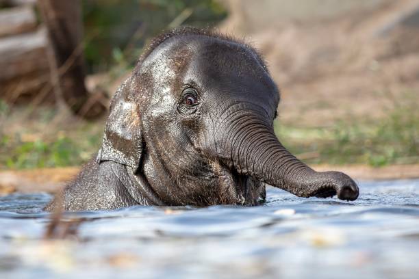 istock Young Indian Elephant in the water 1090265678