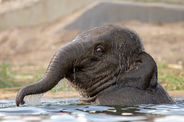 istock Young Indian Elephant in the water 1090265680