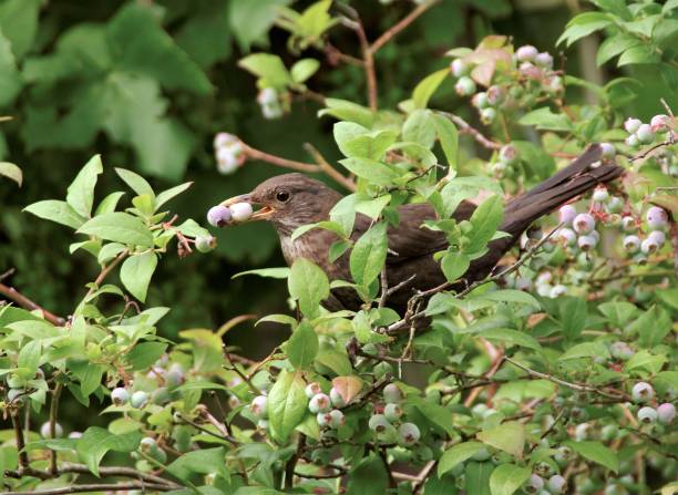 istock Blackbird with berry food 1090265824