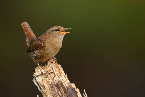 istock Winter Wren, Troglodytes troglodytes 1090265882