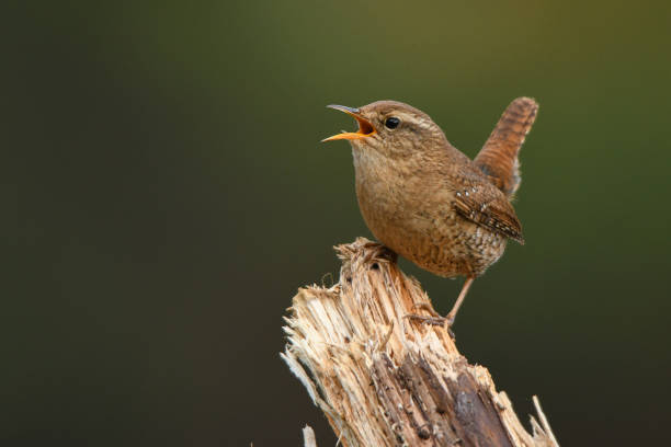 istock Winter Wren, Troglodytes troglodytes 1090265886