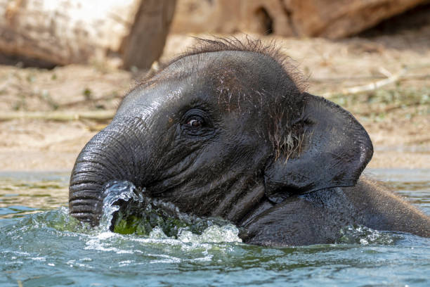 istock Young Indian Elephant in the water 1090267064