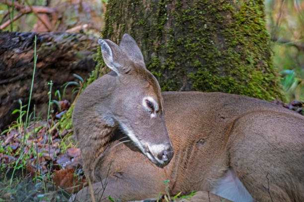 Doe, sleeping