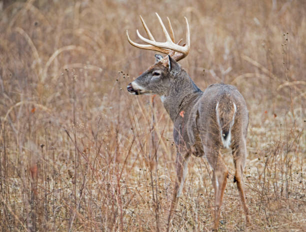 istock An antlered White Tailed Buck in a grassy field. 1090270934