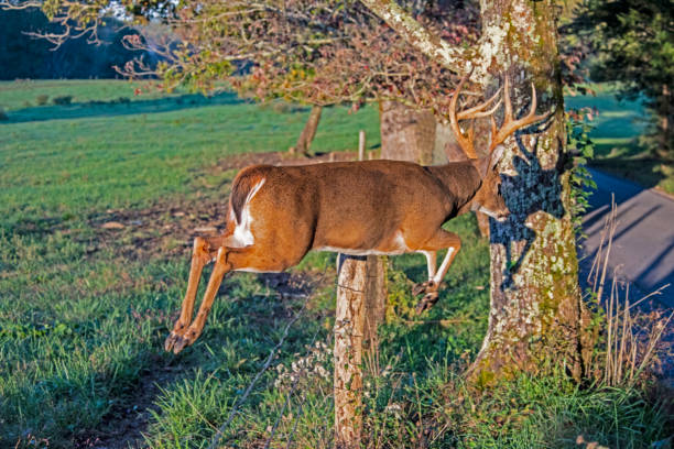 blanco cola buck saltando una valla en cades cove. - great smoky mountains national park animal antler stag fotografías e imágenes de stock