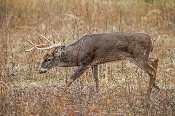 istock A White Tailed Buck make his way through tall grasses. 1090273206