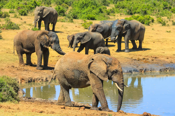 istock African Elephants at waterhole 1090273312