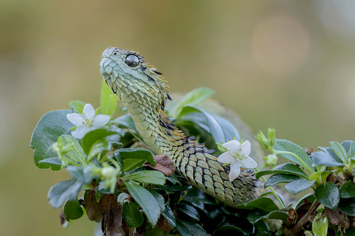 Peludo arbusto víbora serpiente venenosa (Atheris hispida) en árbol photo