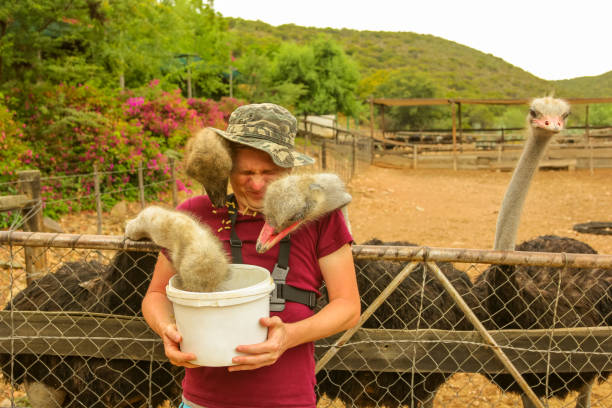 Feeding hungry Ostriches Tourist man feeds hungry ostriches in Oudtshoorn, Western Cape, South Africa. Fun tourist activity to do in the largest city in Little Karoo known for the numerous ostrich farms. ostrich farm stock pictures, royalty-free photos & images