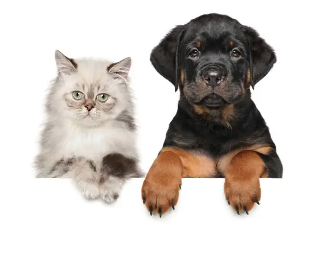 Photo of Kitten and Puppy above banner