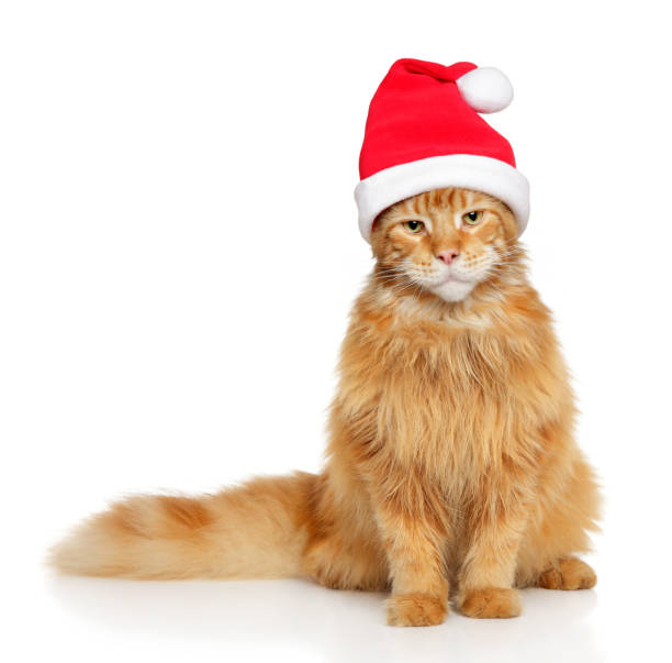 istock Mainecoon cat in Santa red hat 1090277288