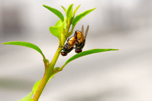 istock Two Houseflies Reproducing on A Flower Stalk 1090277786