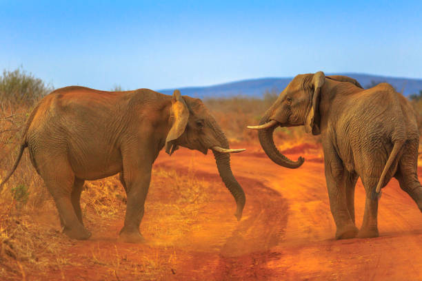 two elephant on kalahari desert - africa south africa african culture plain imagens e fotografias de stock
