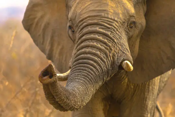Photo of Face of African Elephant