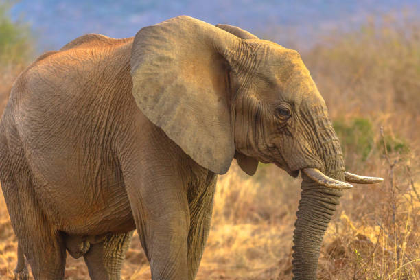 istock African Elephant South Africa 1090277816