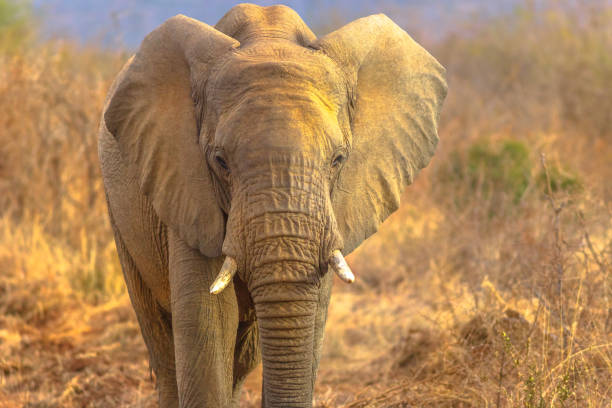 istock African Elephant South Africa 1090277818