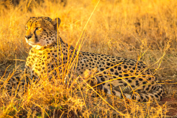 istock Cheetah lying in savannah 1090278860