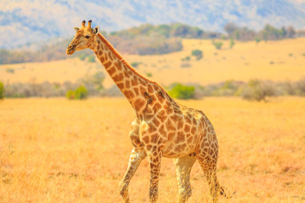 istock Giraffe walking in savannah 1090279244