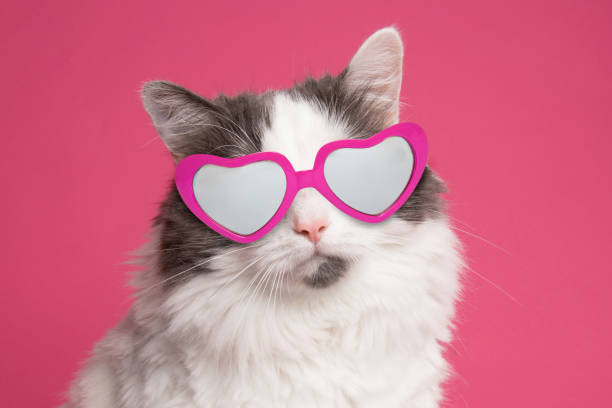 Beautiful Cat Portrait on Pink in Heart Glasses A portrait of a beautiful white and gray longhair cat wearing heart shaped sunglasses on a pink background. heart shape valentines day fur pink stock pictures, royalty-free photos & images