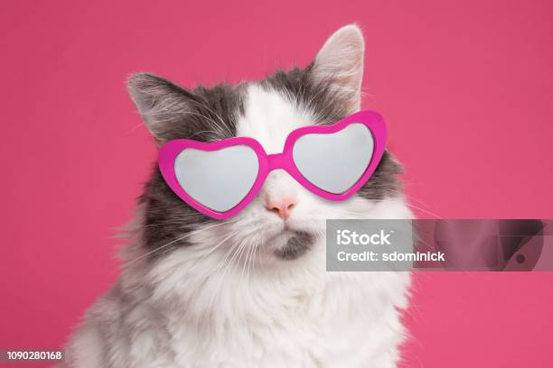 Beautiful Cat Portrait On Pink In Heart Glasses Stock Photo - Download Image Now - Domestic Cat, Heart Shape, Eyeglasses