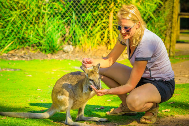 istock Woman freeding kangaroo 1090280528