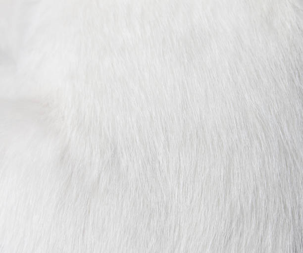 istock Texture fur white cat for background,Natural animal patterns skin 1090281806