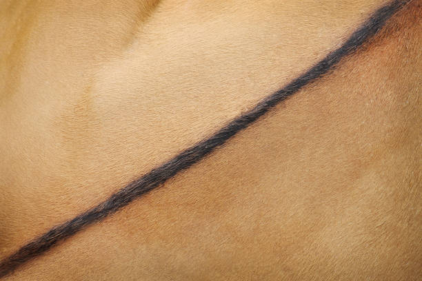 istock Texture real back of  cow skin,Natural abstract pattern animal background 1090281902