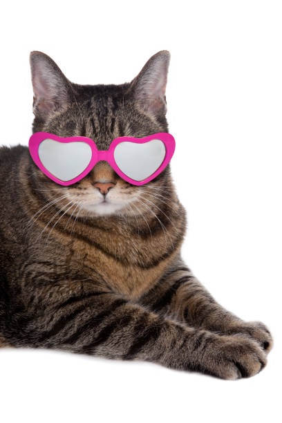 istock Tabby Cat in Valentine's Day Heart Glasses 1090282016