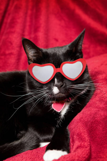 istock Black and White Cat in Heart Shaped Glasses 1090287228