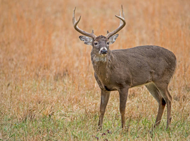 istock A White Tailed Buck stands before orange grasses in Cades Cove. 1090293370