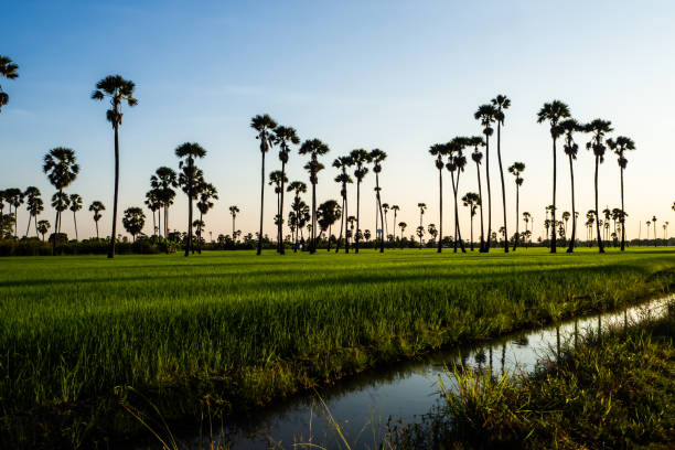 istock Landscape Sugar palm  trees  and Rice field . 1090293490