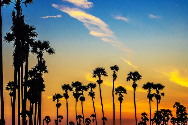 istock Landscape Sugar palm  trees  and Rice field with sunset  . 1090293550