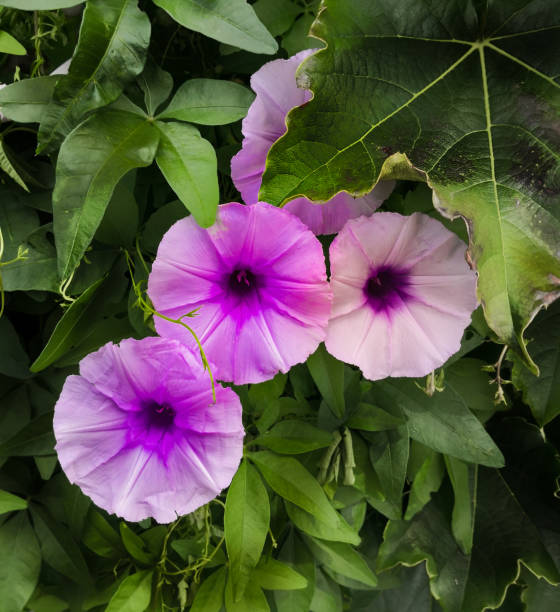 istock wild colorful flowers over a green background 1090295046