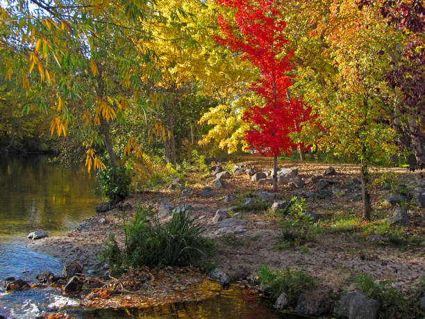 Glorious brilliant colors of autumn beauty along the fantastic Boise River in the great state of IDAHO.