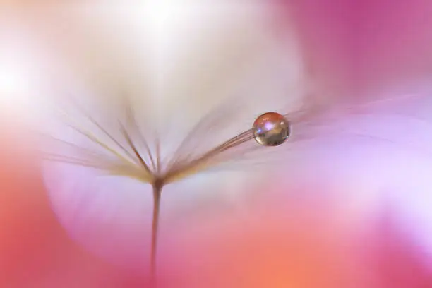 Dandelion, Wind, Flower, Seed, Nature,Drops, Water