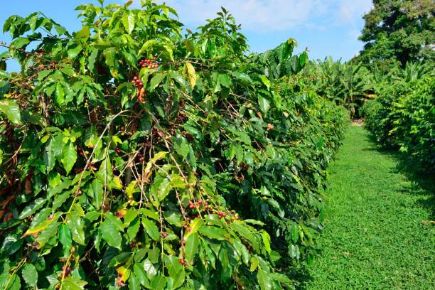 istock coffee tree loaded with ripe coffee fruit in Hawaii 1090298136