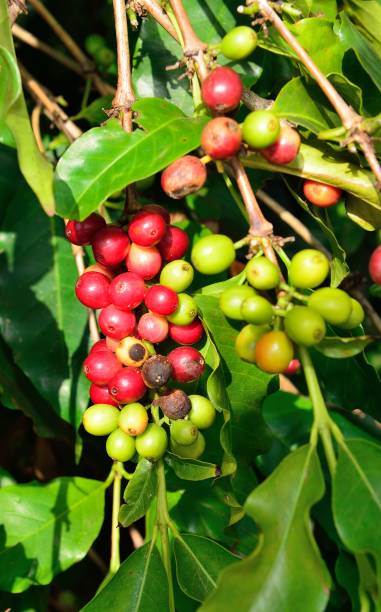 istock coffee fruit growing in Hawaii Big Island 1090298142