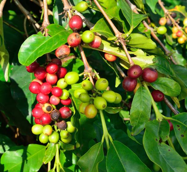 istock coffee fruit growing in Hawaii Big Island 1090299274