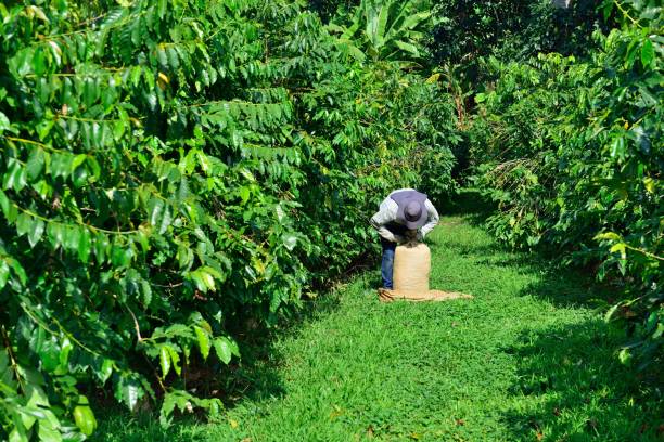 istock man picking coffee beans in Hawaii 1090299300