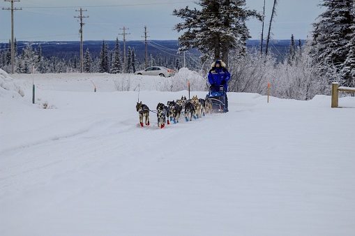 Glennallen, Alaska, USA, January 13, 2017 Alaska Musher guides dogs on the trail as they begin the long race through snow, trees, and all that the Copper Basin trail puts before them.  The dogs, lead by a trained musher, will navigate rugged terrain and freezing temperatures.
