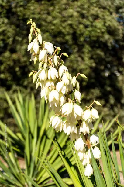 Yuccas are plants of the genus Yucca, native to North and Central America, characterized by their rosettes of sword-shaped leaves and by their clusters of white flowers