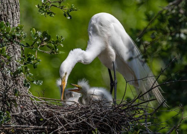 istock Great egret nest in Florida 1090308018